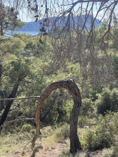la végétation luxuriente du parc national de Saklıkent